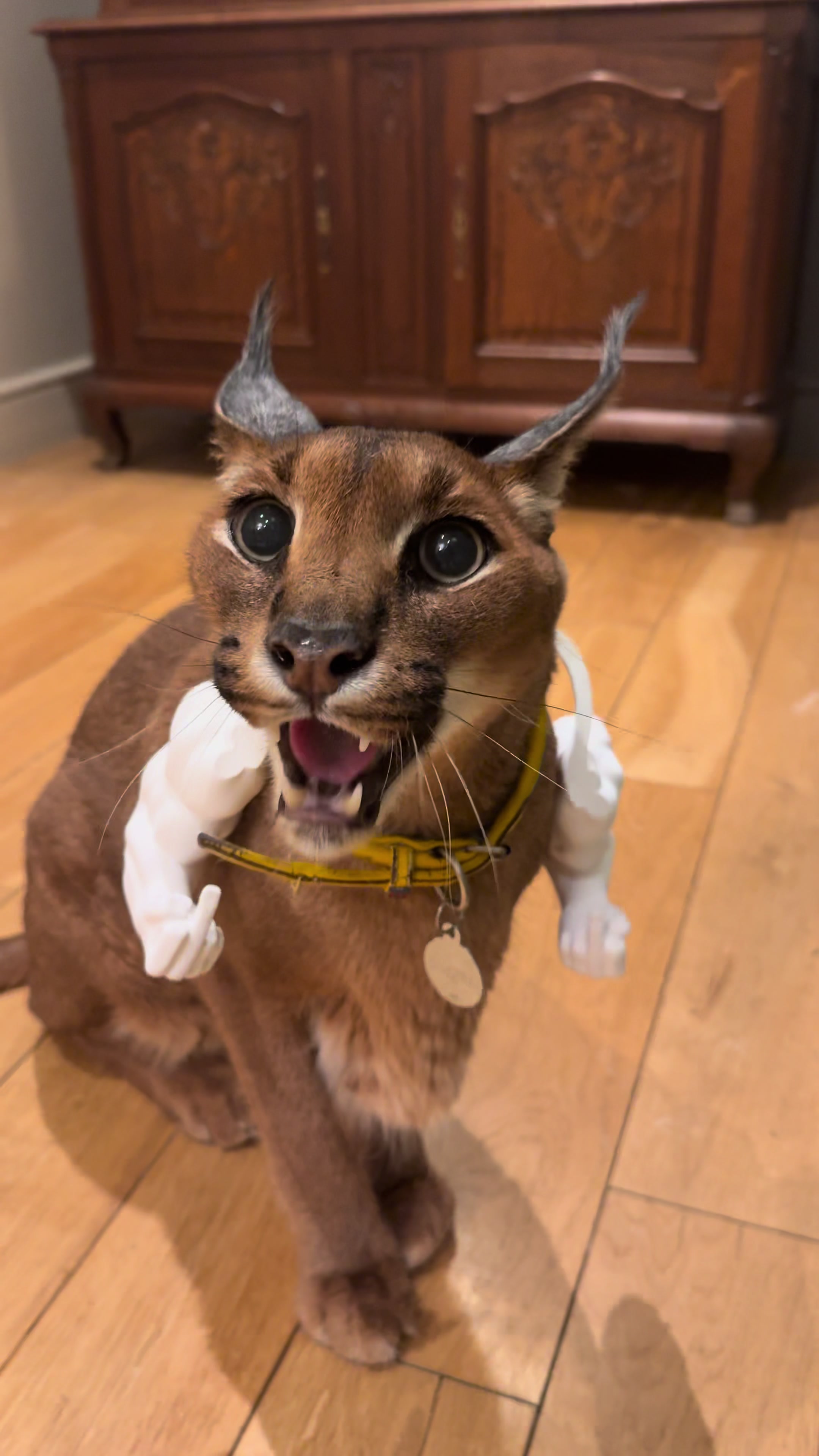 @Pumba Caracal