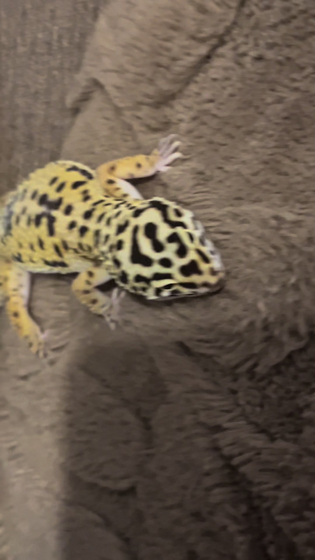 @. Kel