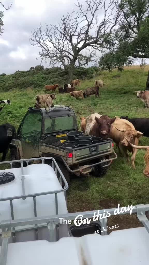 @Highland Coo Clan