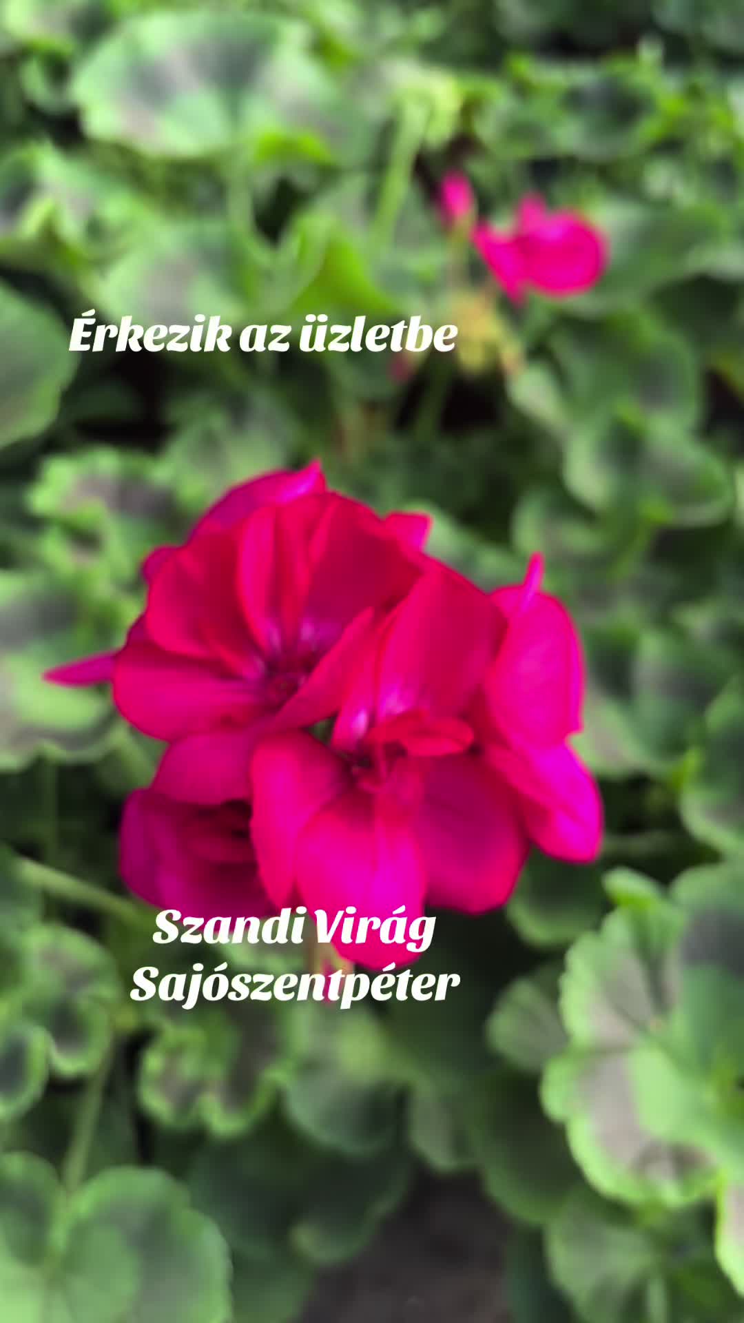 @SzandiVir&aacute;g