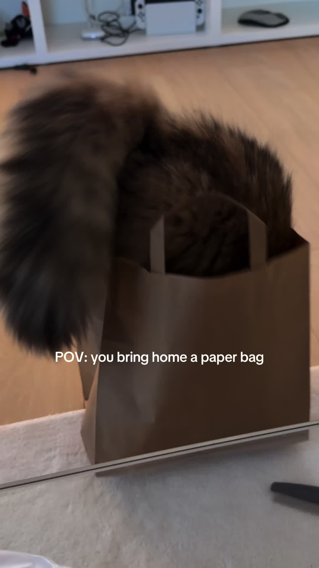 @Tommy the cat