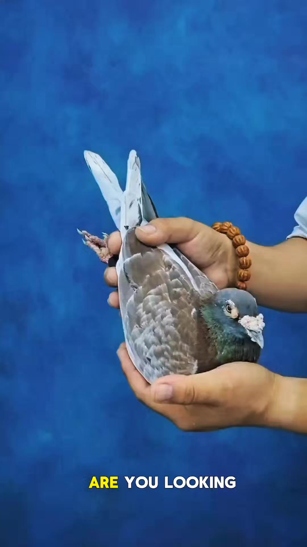 @TFRPL🕊️