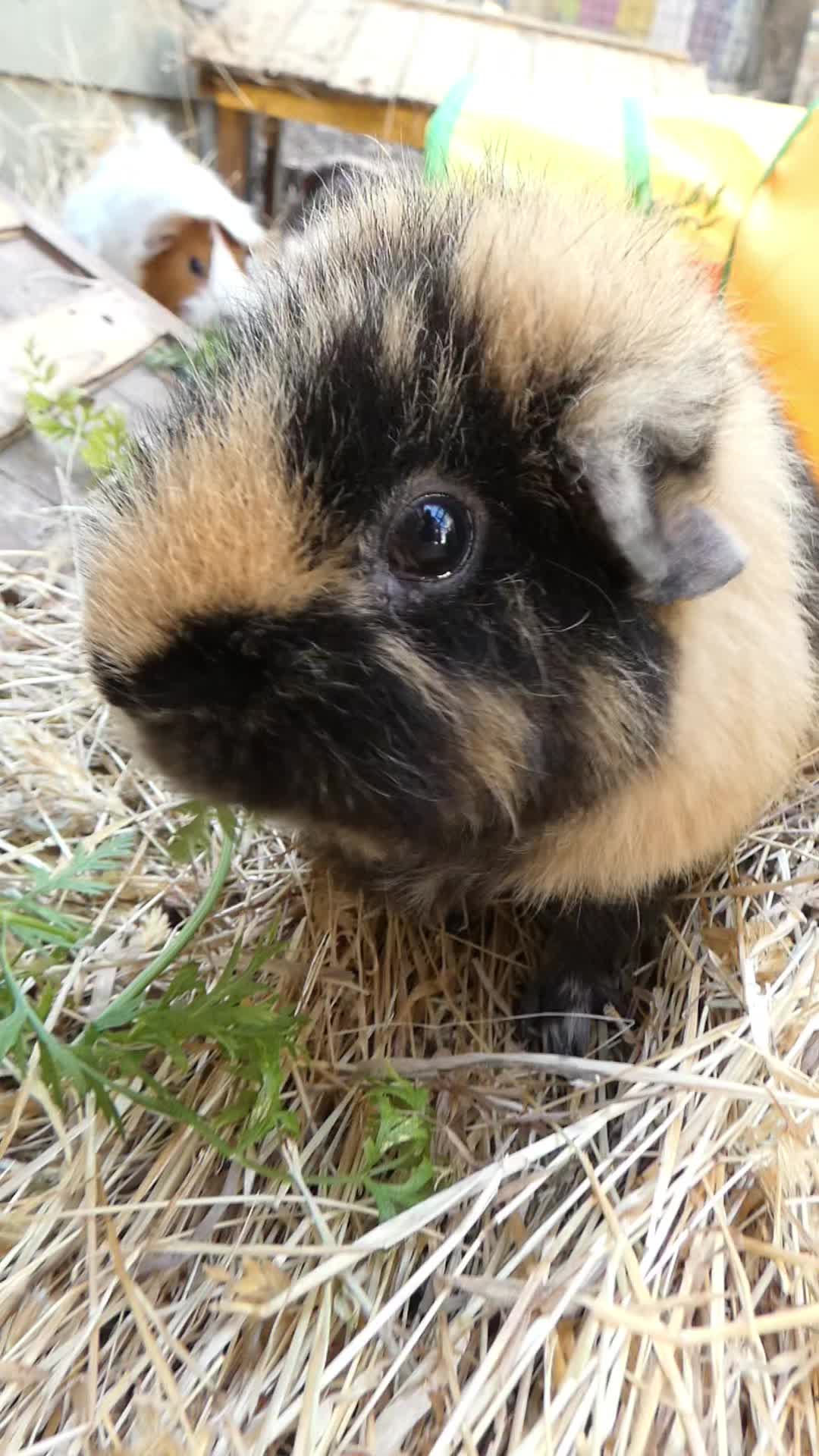 @Guinea Pig Dad