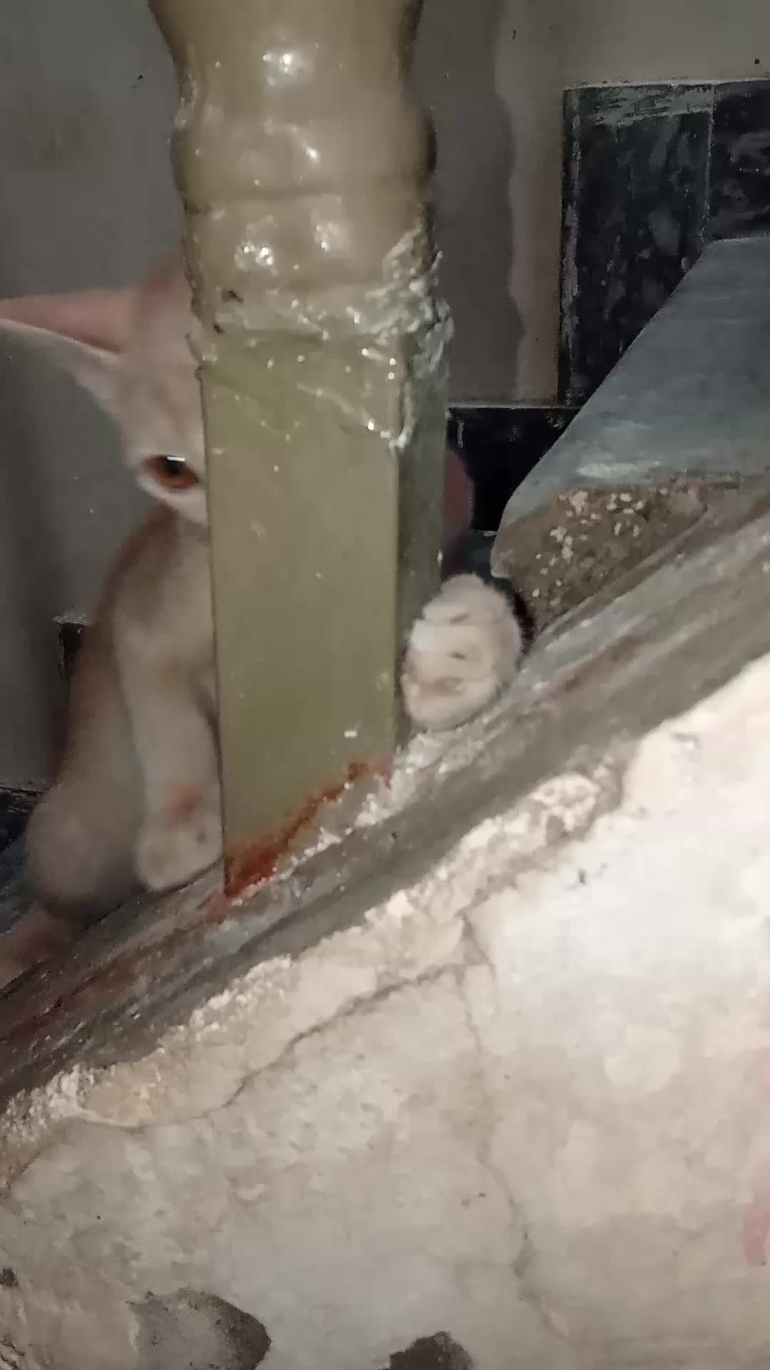 @cutecatlover8172