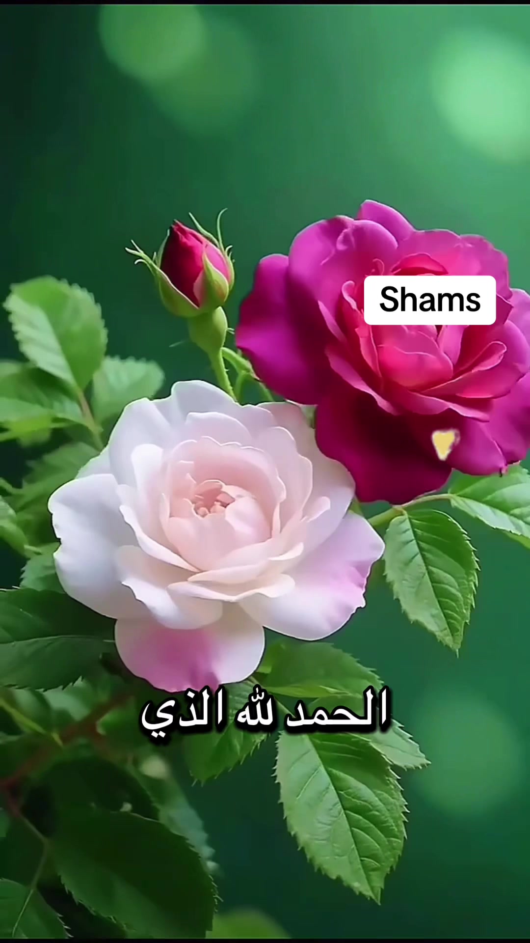 @Shams