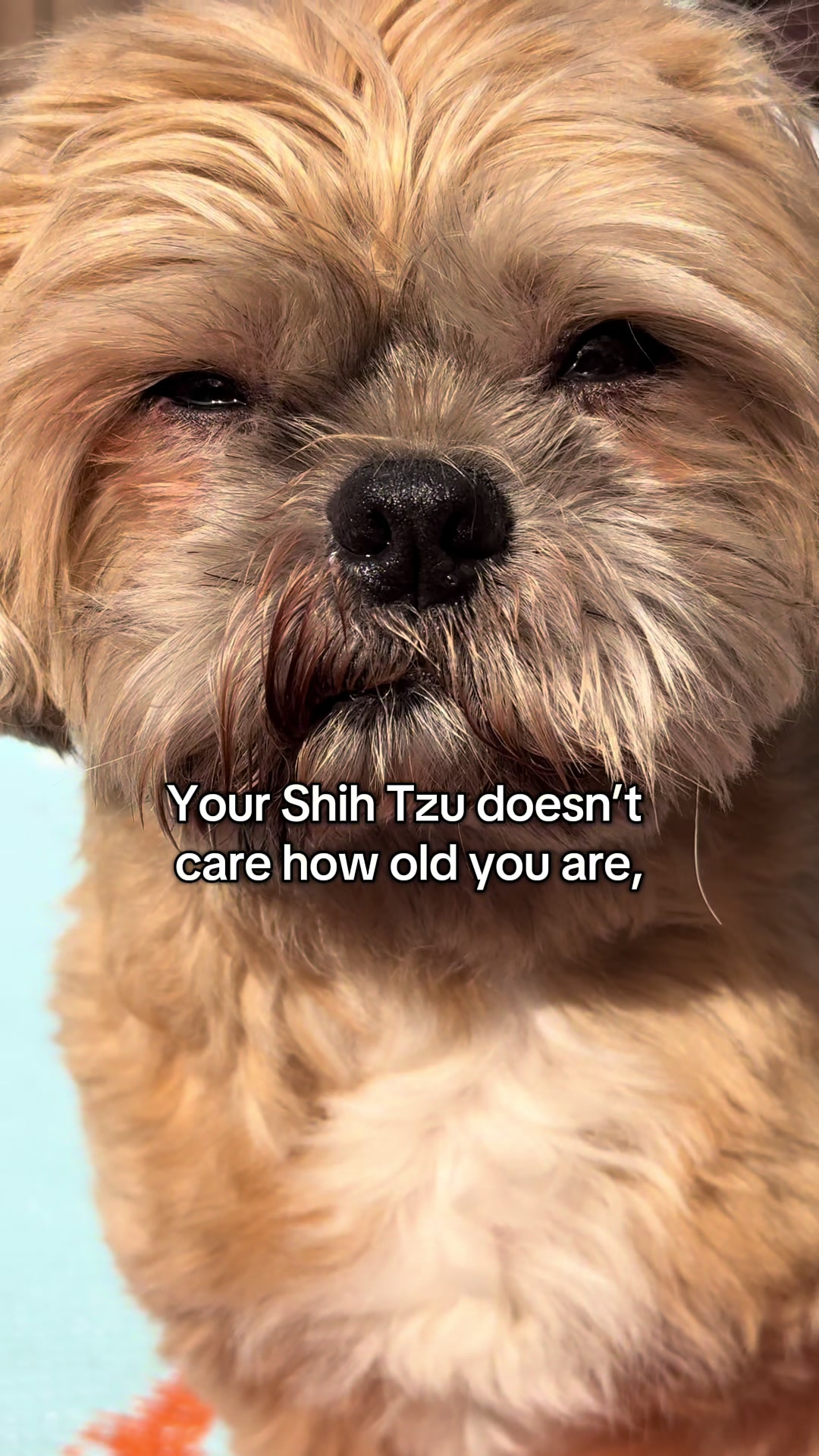 @Blonde & Tzus