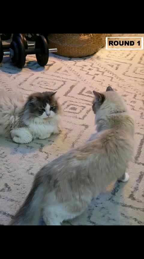 @Daisy The Cat