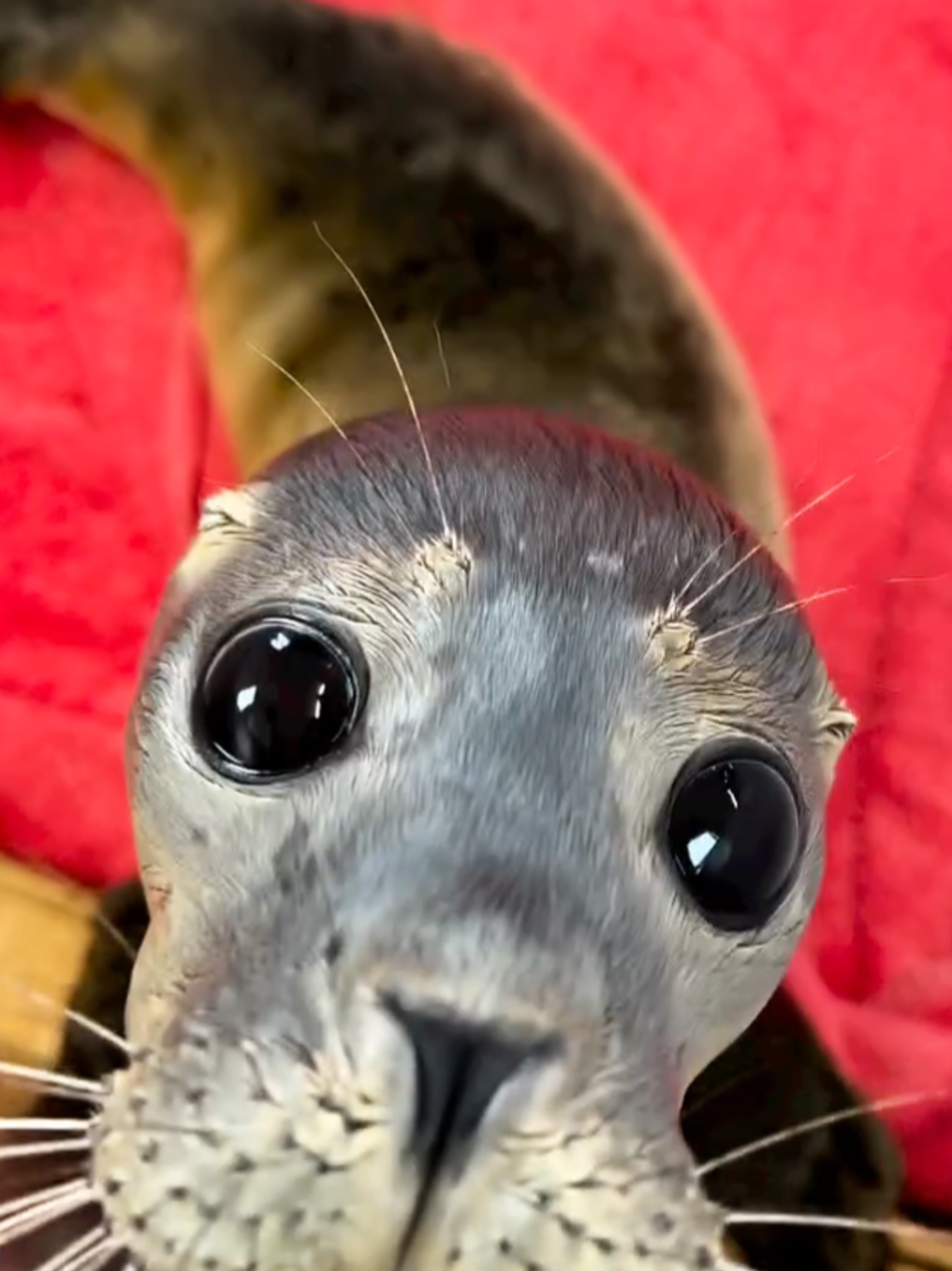 @🩷🎀 seal 🦭🩷