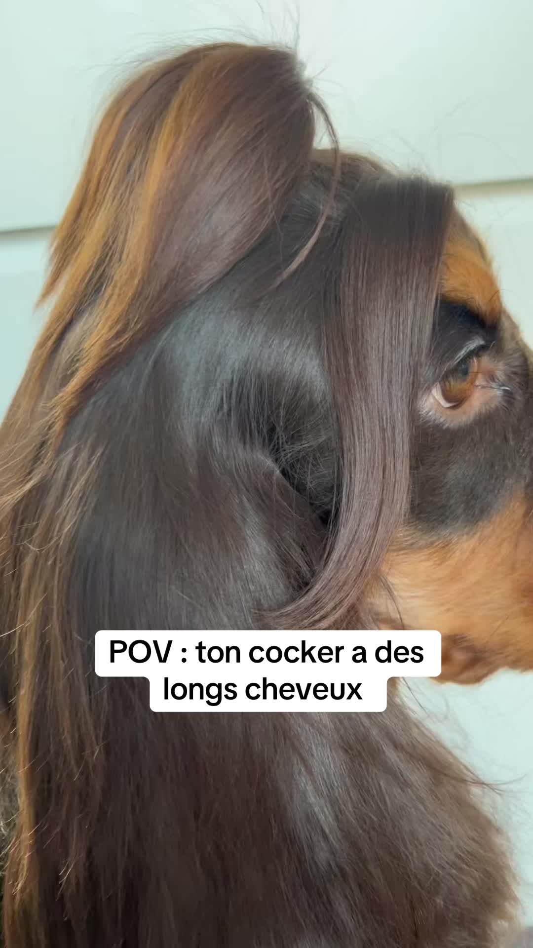 @coeur.de.cocker