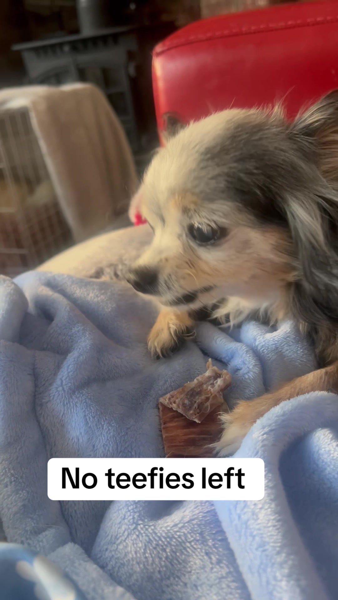 @diddydogz