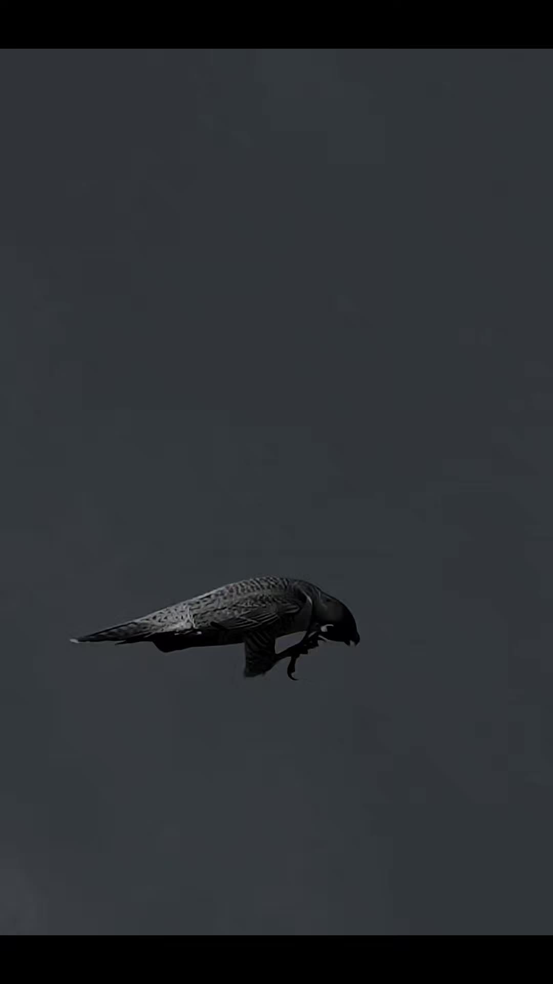 @෴෴╰‿╯෴෴ 𝐊𝐢𝐧𝐠