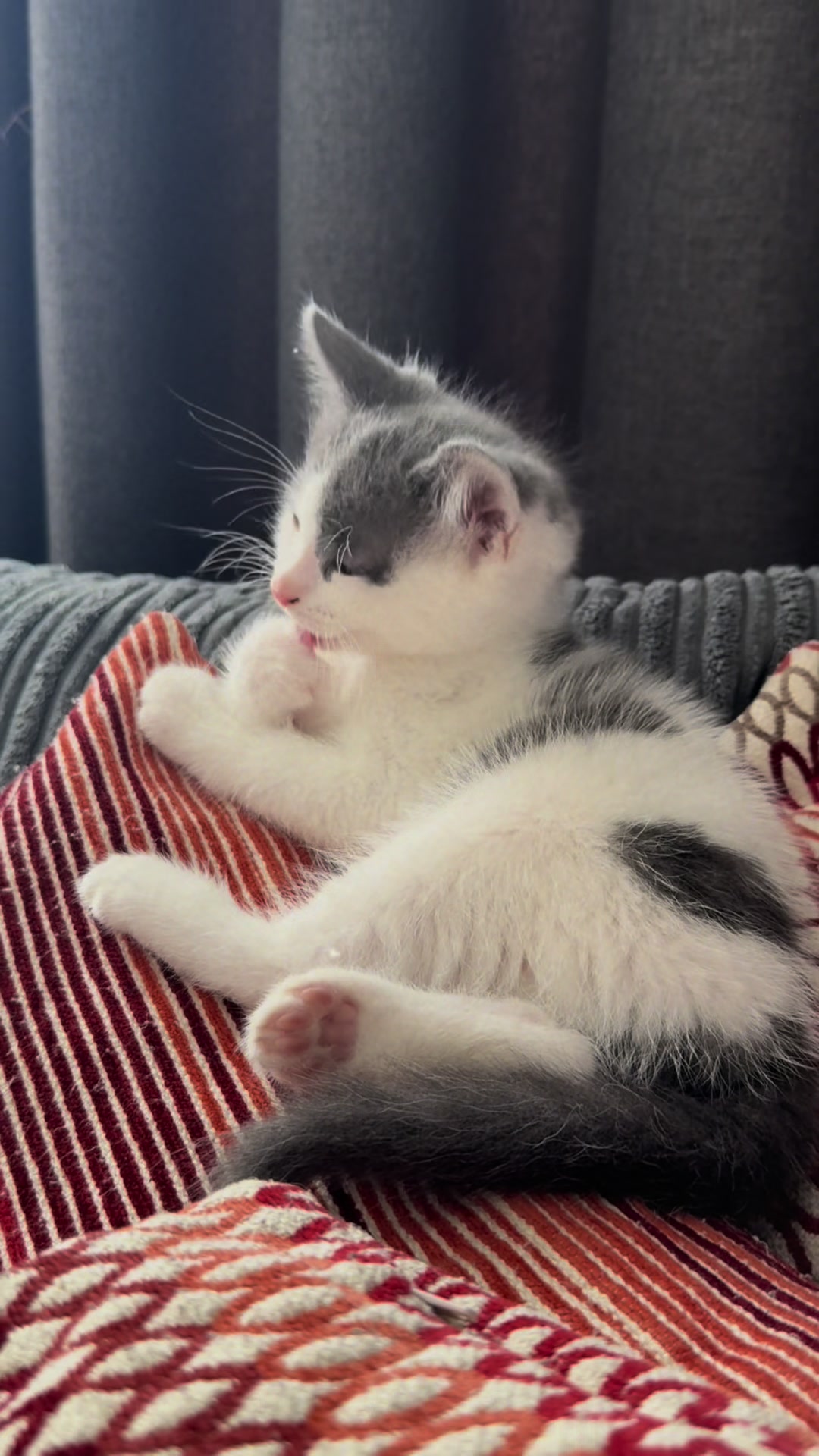 @Kittys
