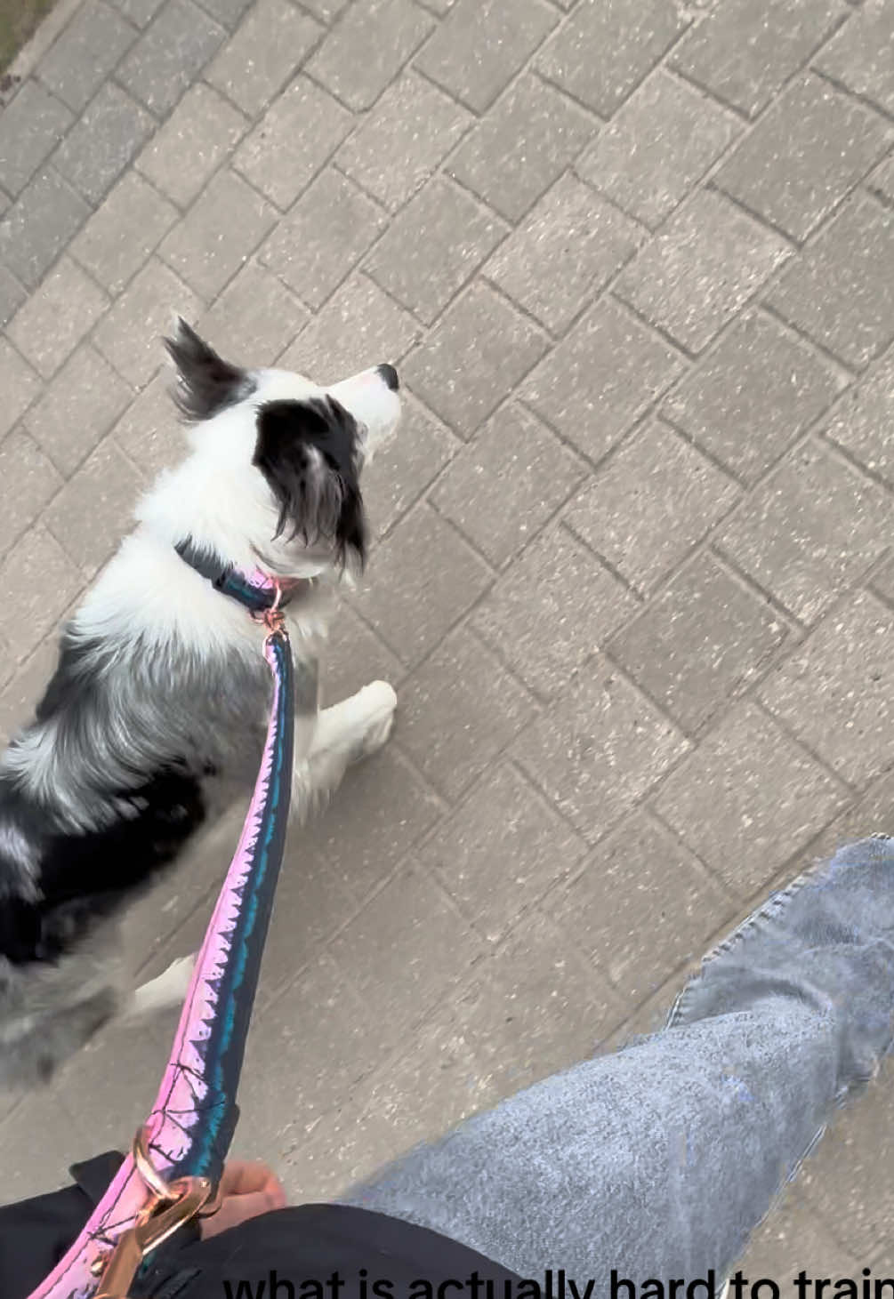 @elisathebordercollie
