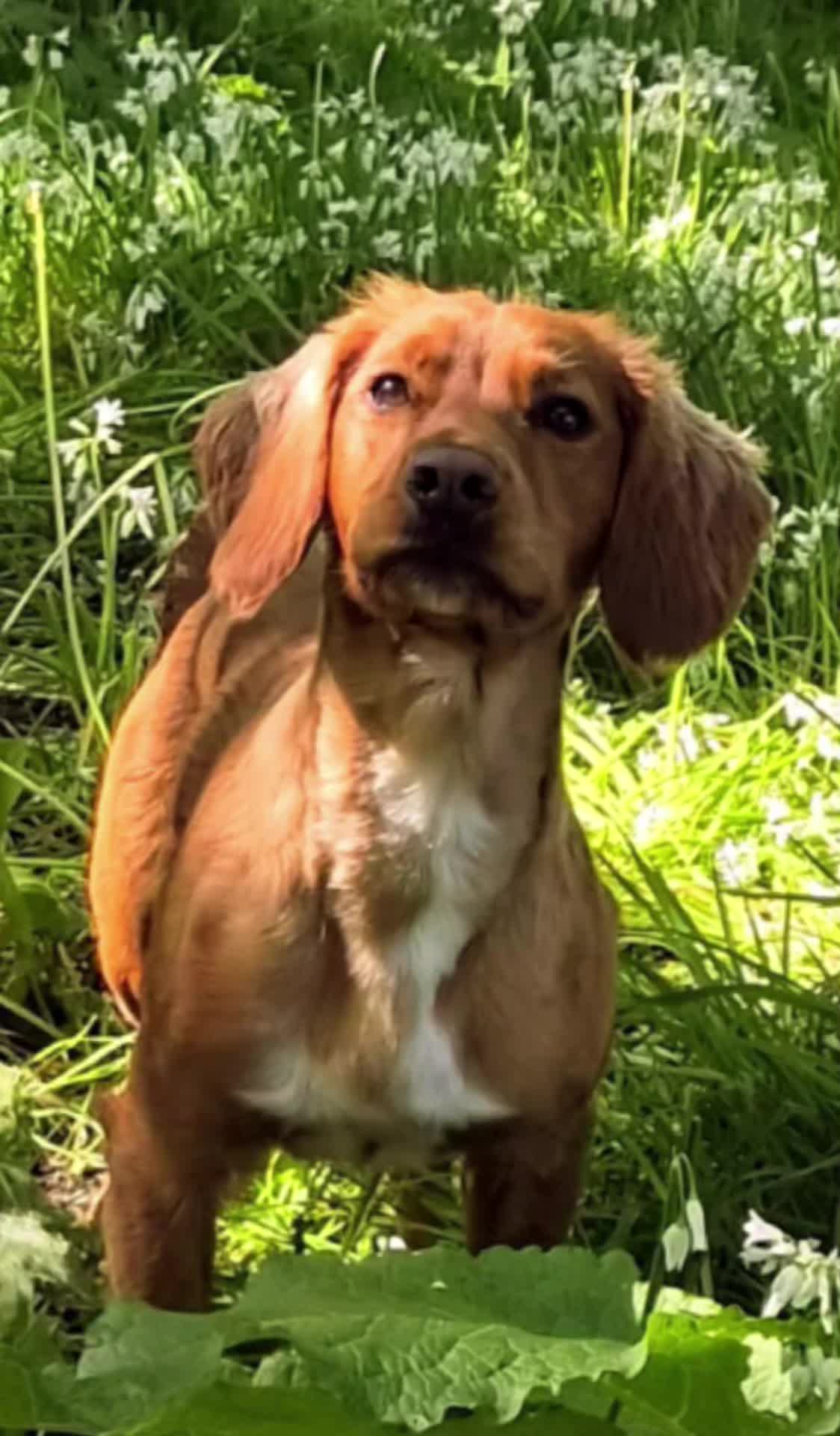 @🐕Mountain Bertie 🐕