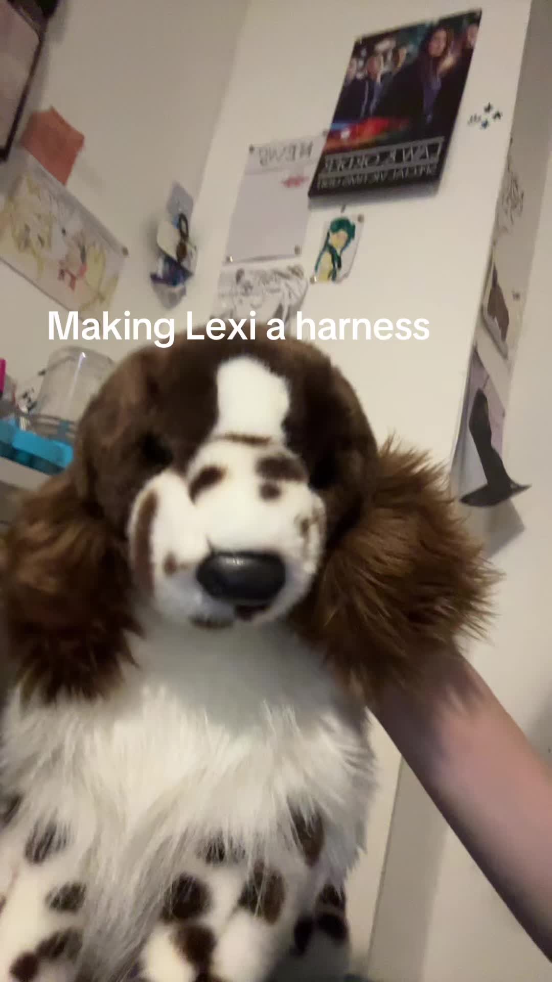 @bordercollieguy3
