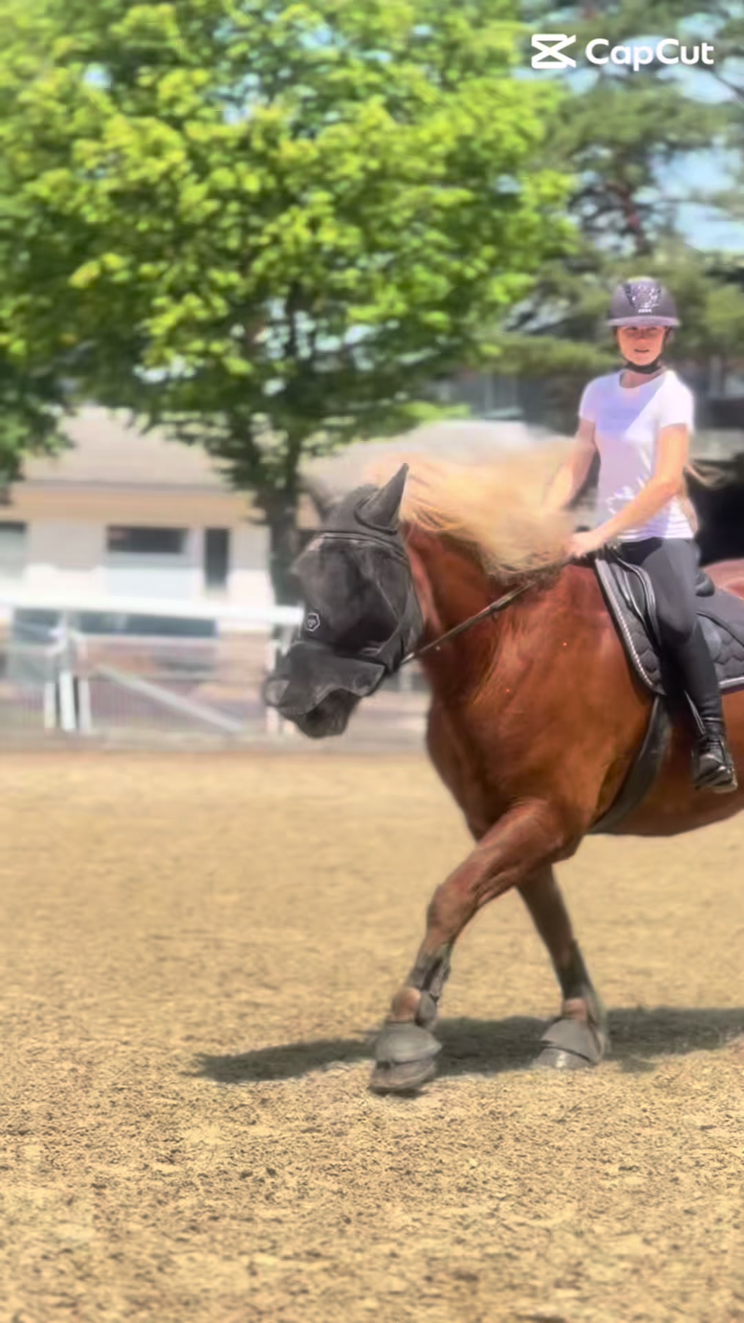 @_.coldblood.dressage_