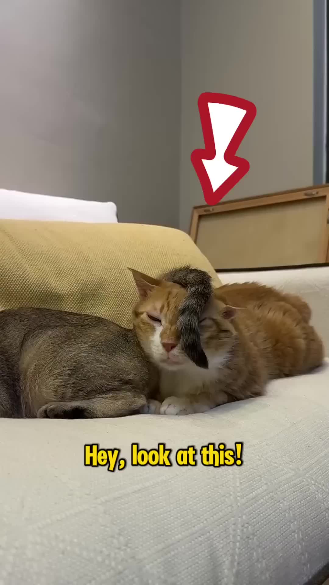 @Rescue Diaries 😻