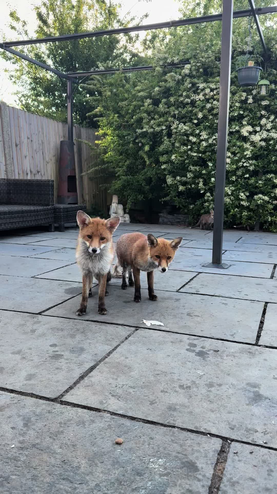 @gp_wildlife