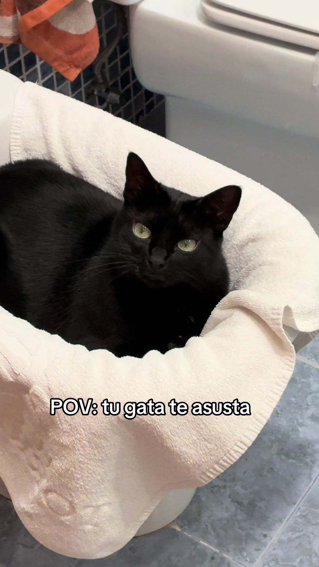 @BlackCatsMatter