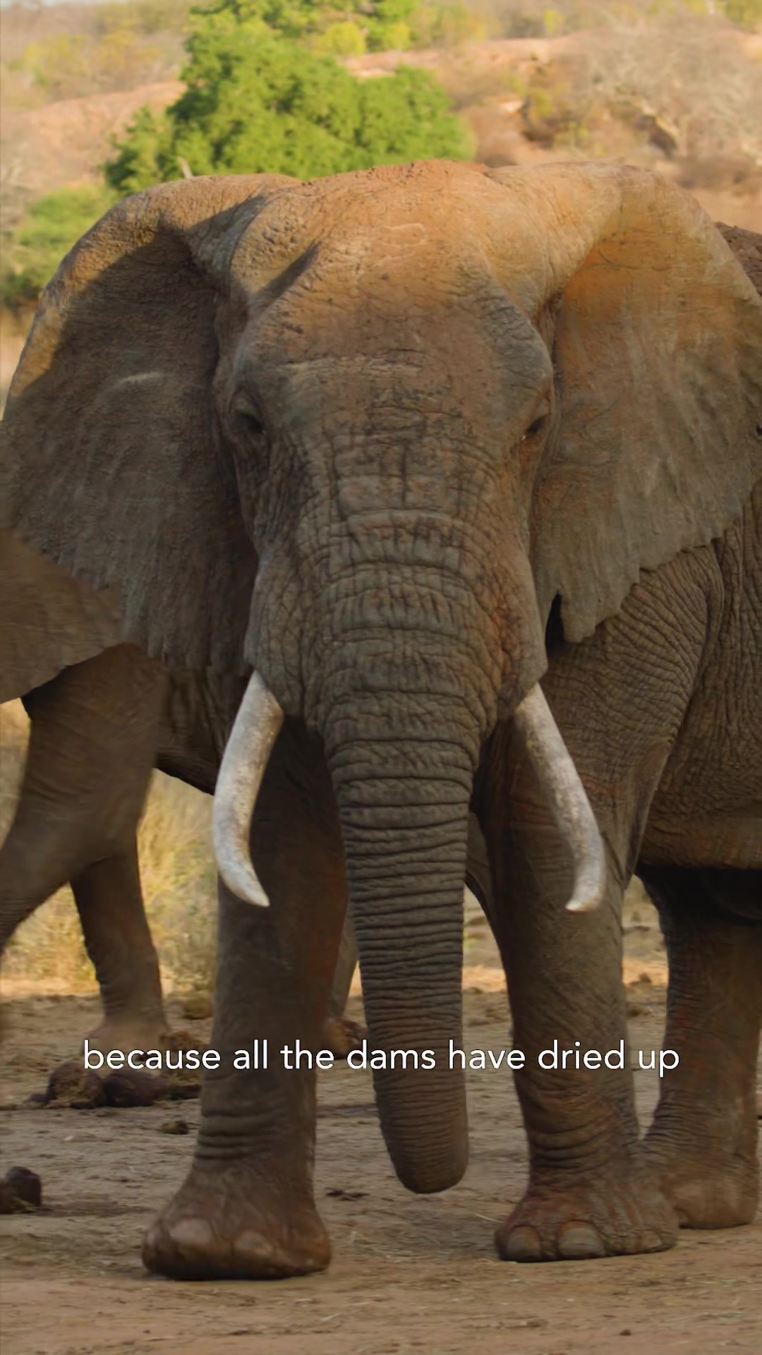 @SheldrickTrust