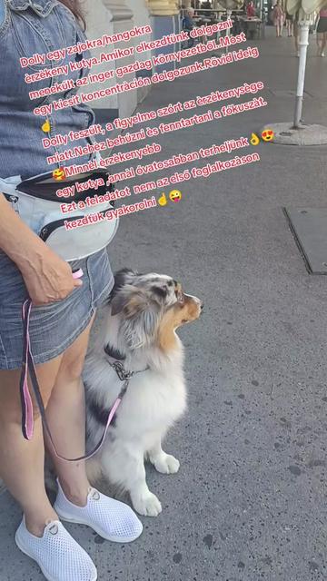 @Viki-Kutyakozmetika Másképp