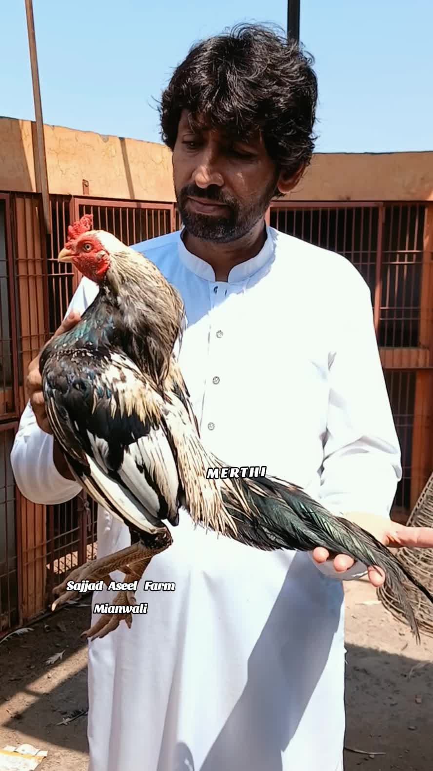 @Sajjad Aseel Farm