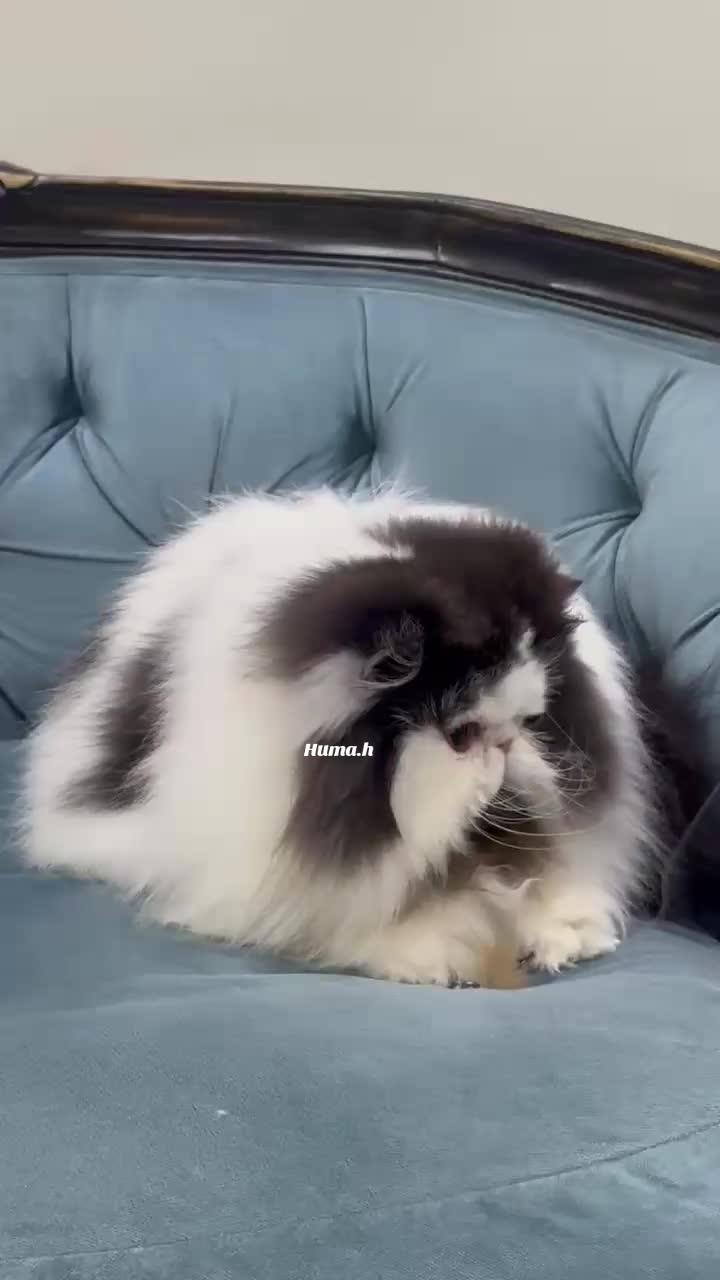 @_Humah_