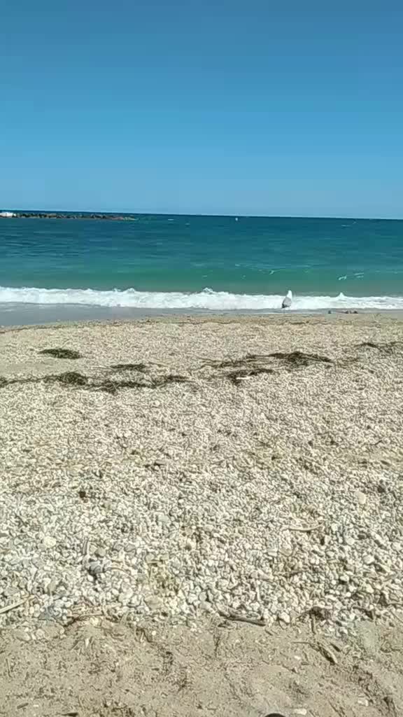 @Salvador