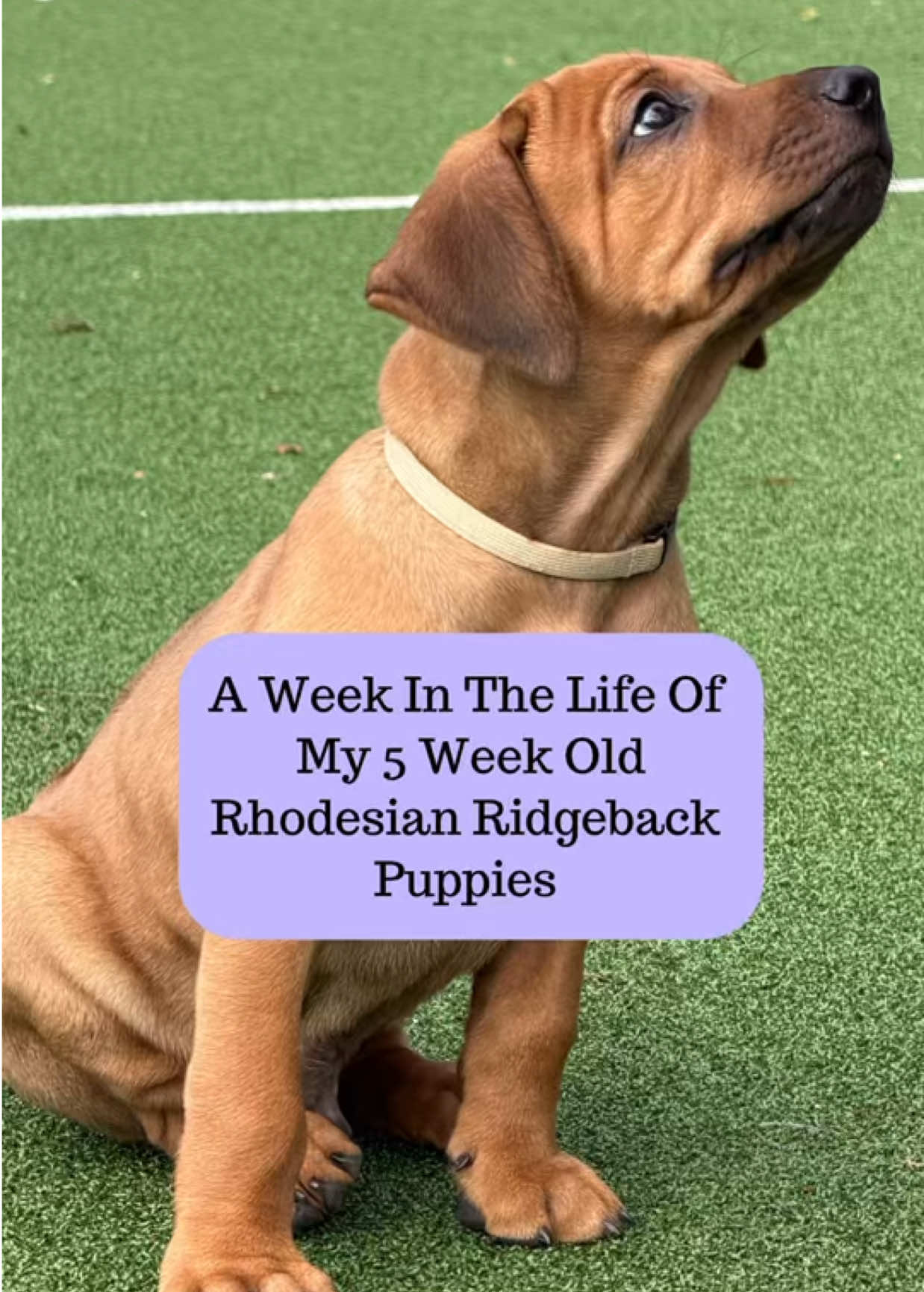 @Tracey | Breeder Mentor