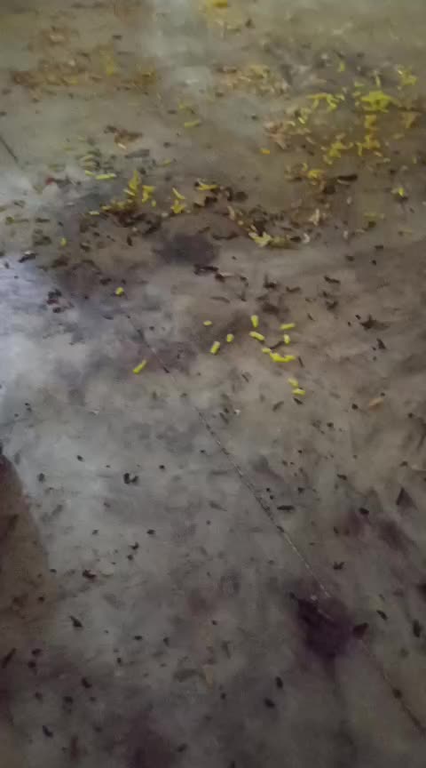 @Miss Shehzadi
