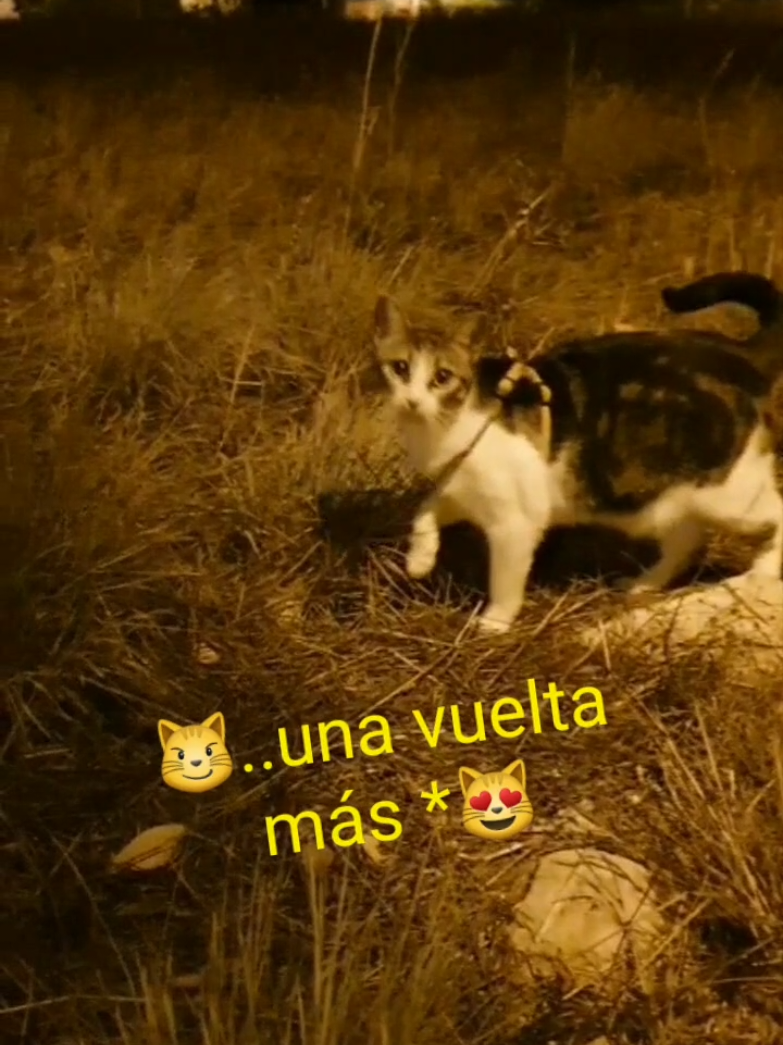 @nikii