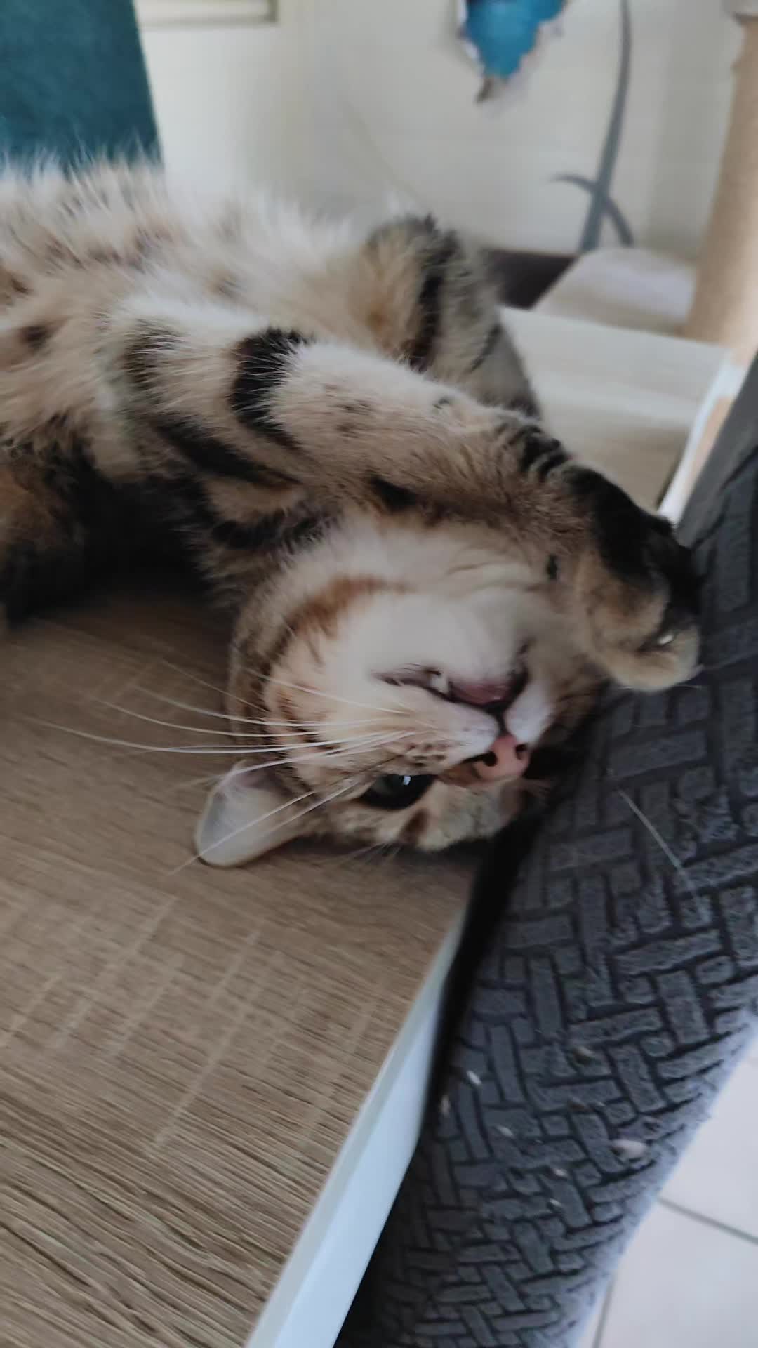 @Süsse Katze🐈