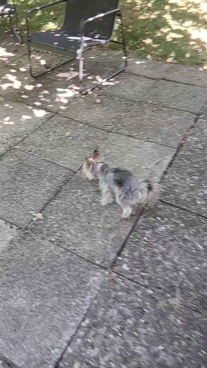 @Buddy the fundog