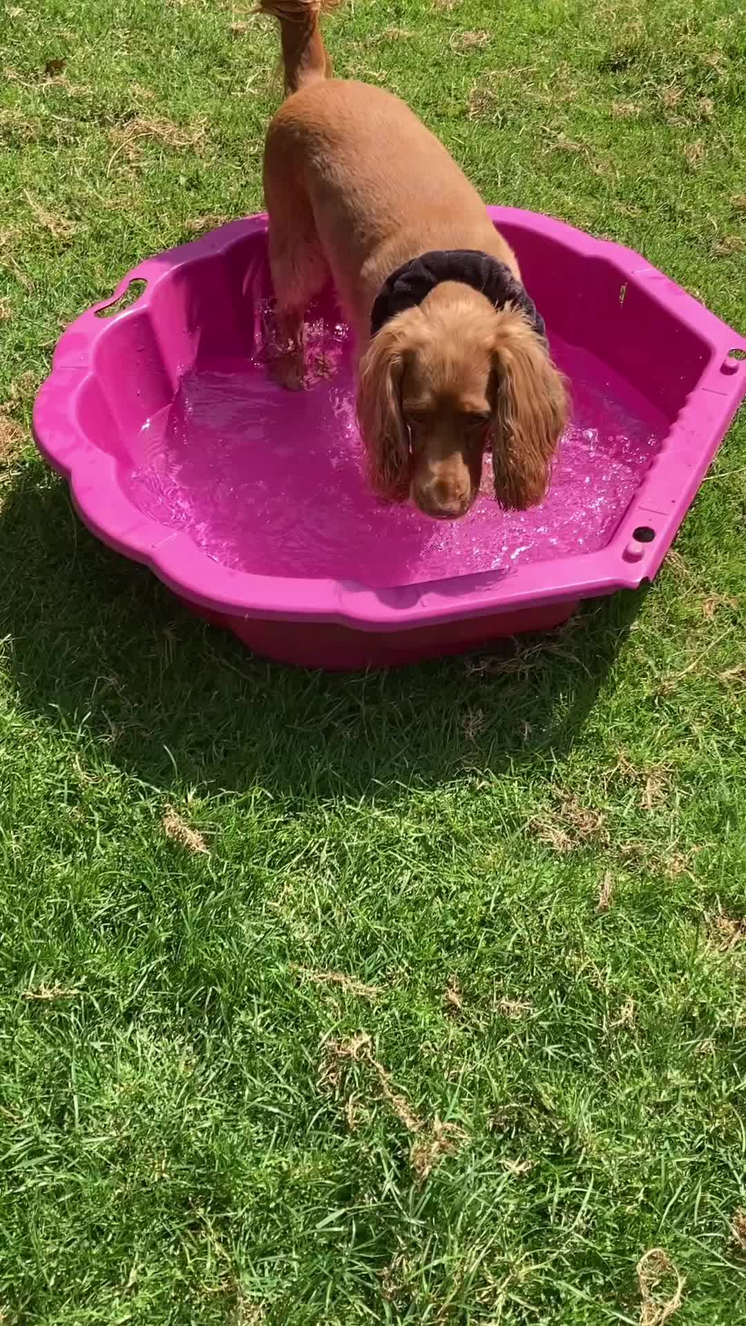 @Dogs and Horses