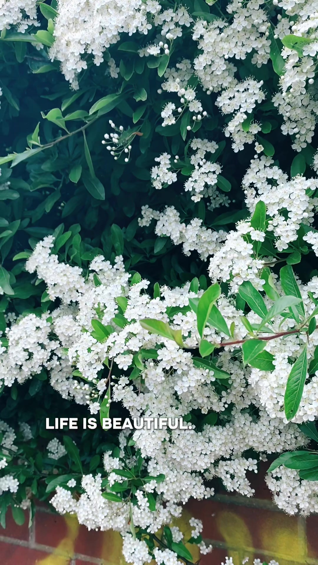 @Loved Lines