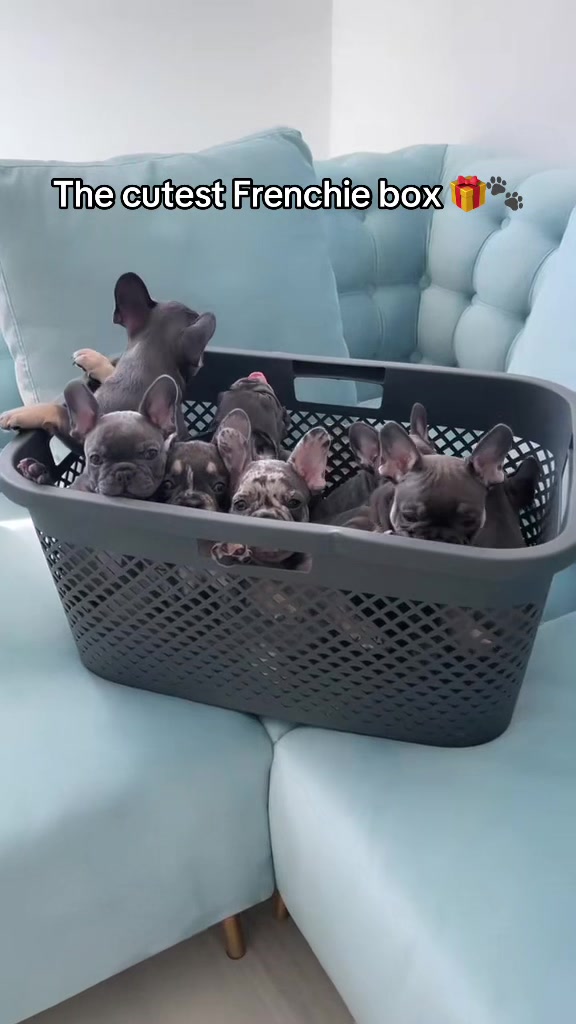 @✨Luxurious Frenchie House✨