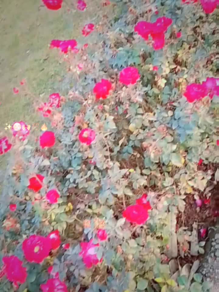 @siddiquejutt09