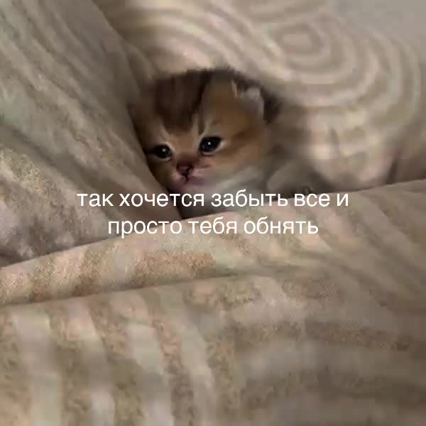 @♡‧₊˚softtiquiet˚₊‧♡