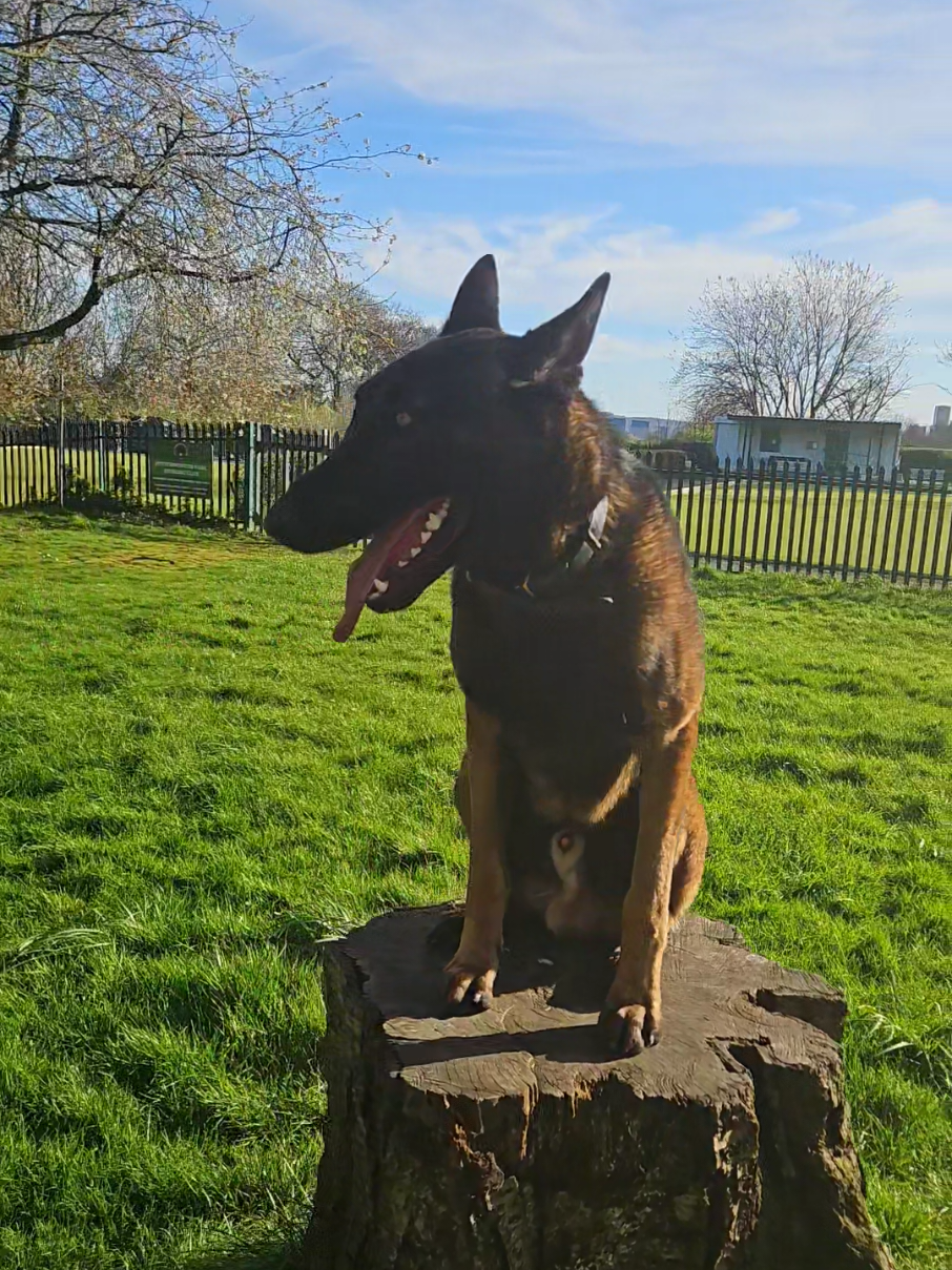 @K9Malinois