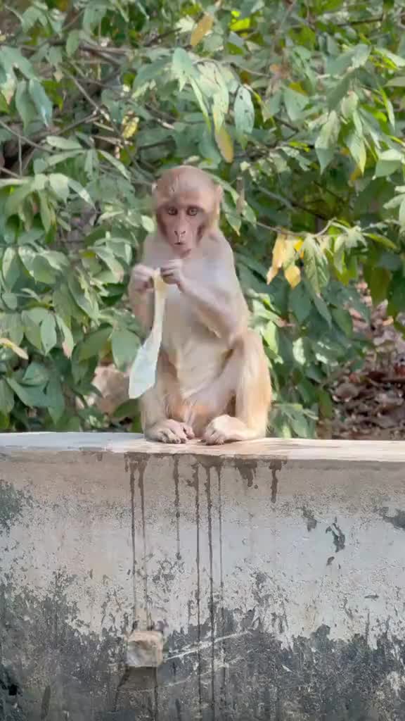 @monkeymoo666