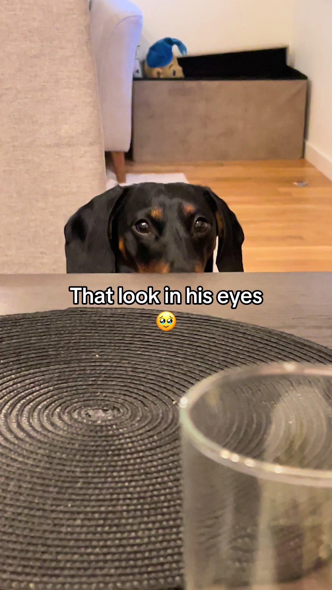 @Nils The Mini Dachshund     🌭