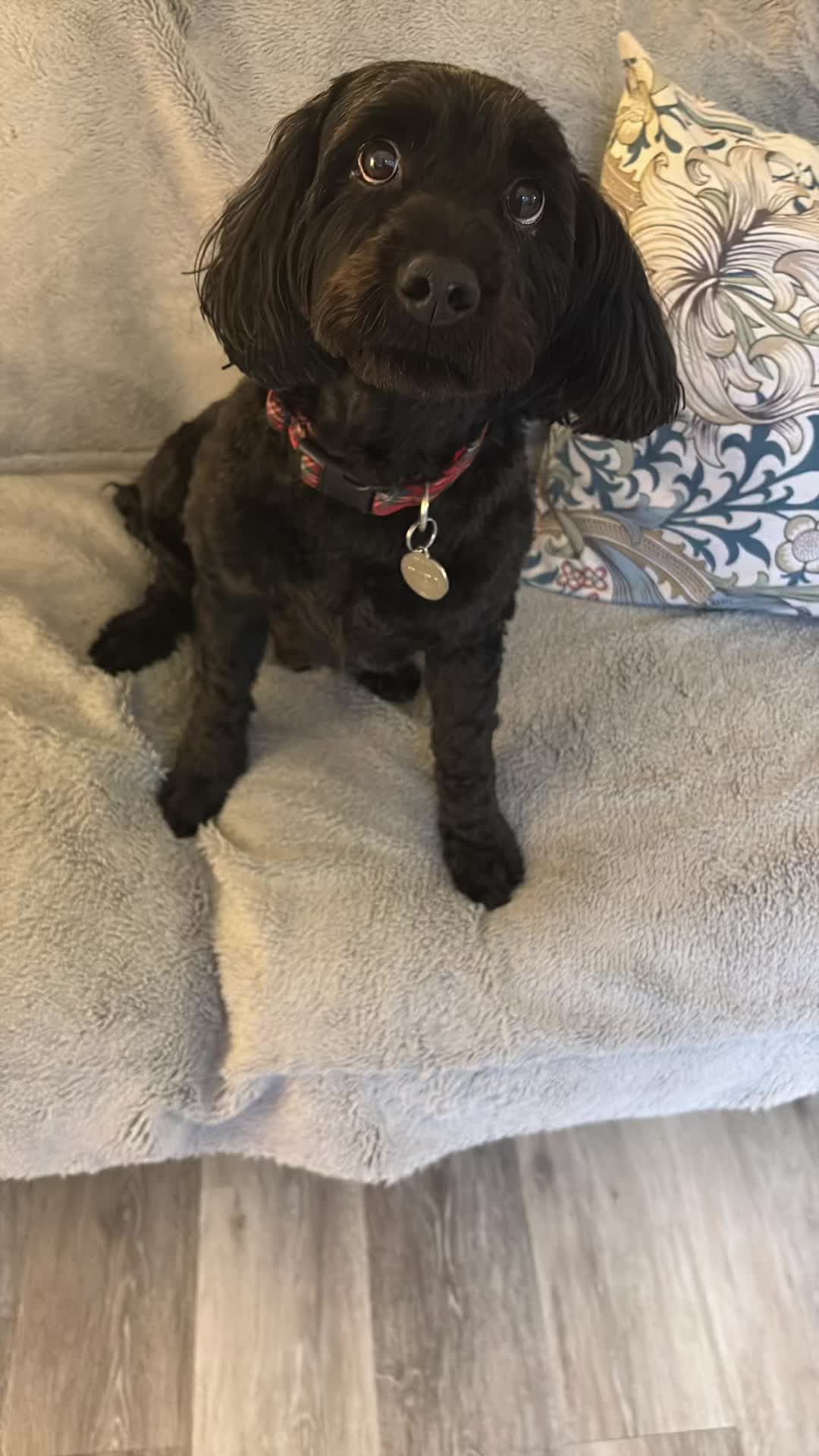 @tswoofwoof.co.uk