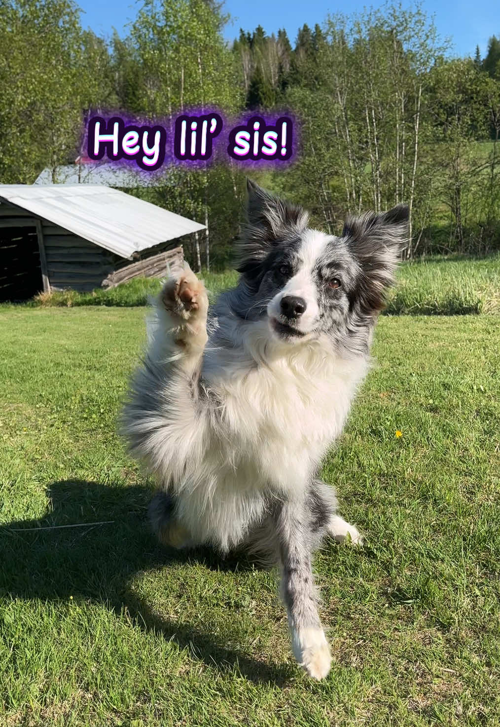 @bordercollieMuse