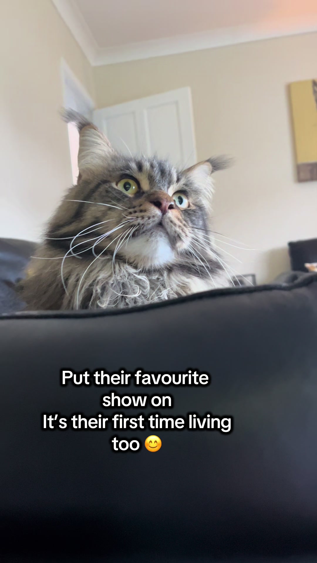 @Gus & Sully Maine Coon Boys