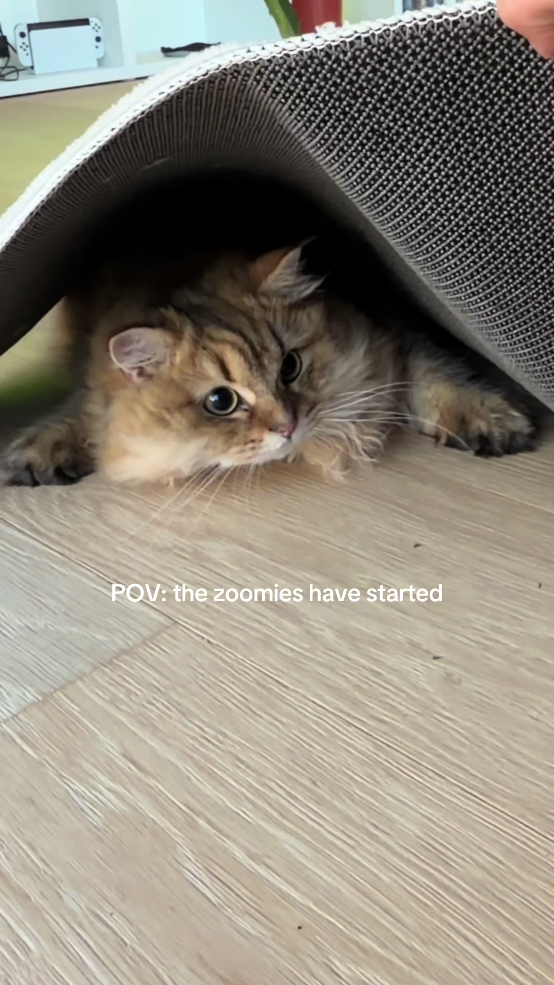 @Tommy the cat