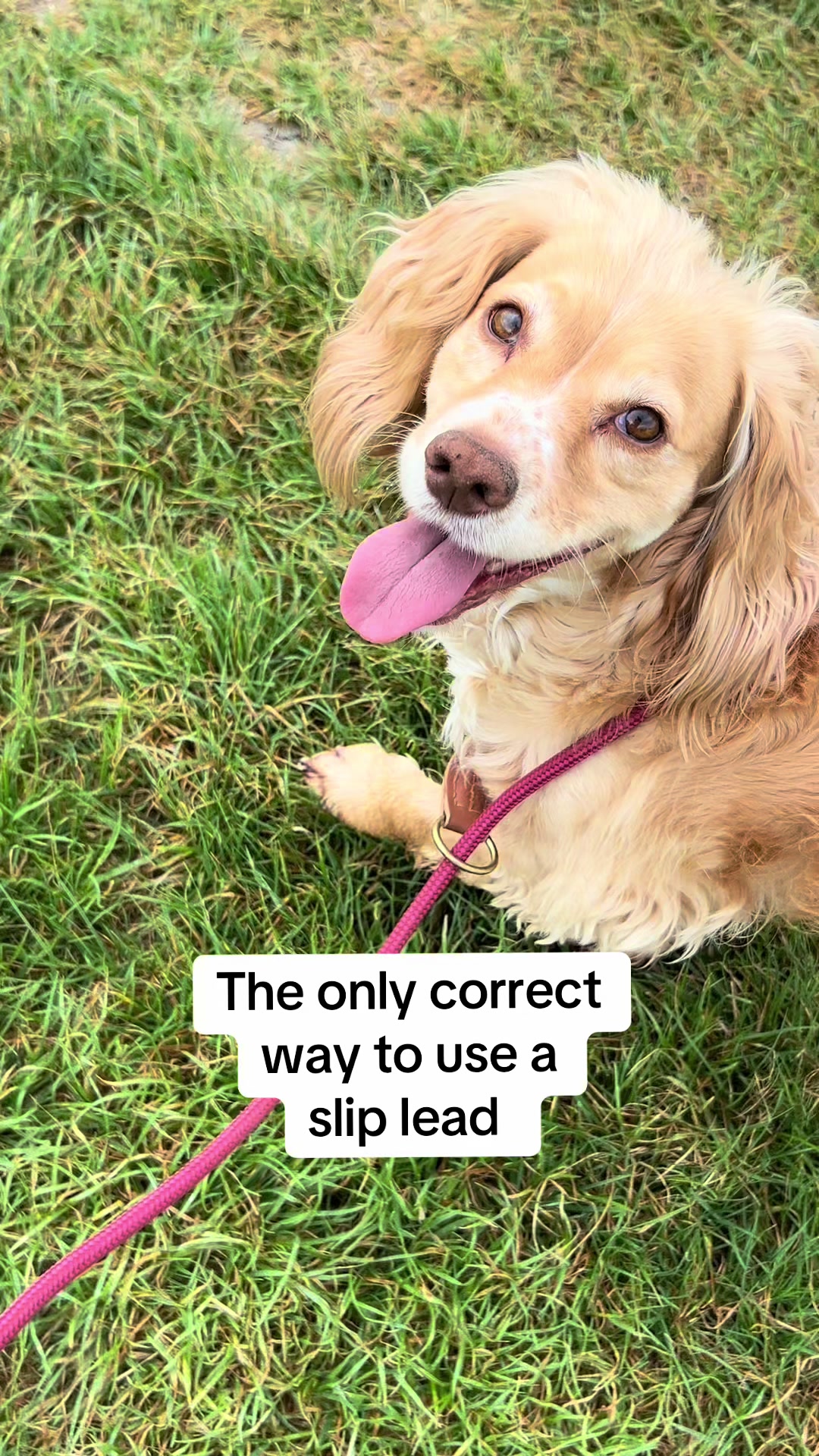 @Pipstar 🐕🦺
