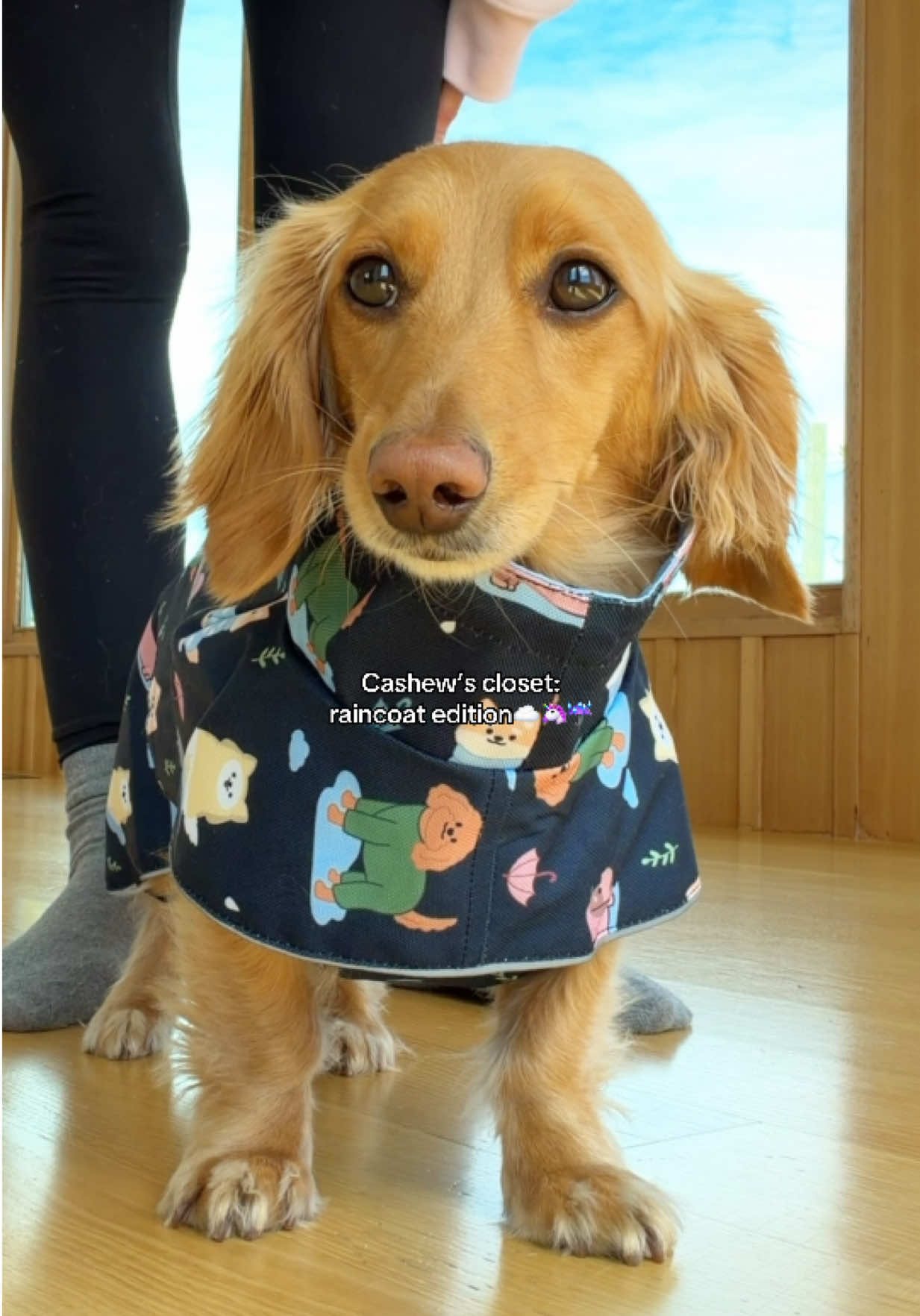 @cashewdachshund