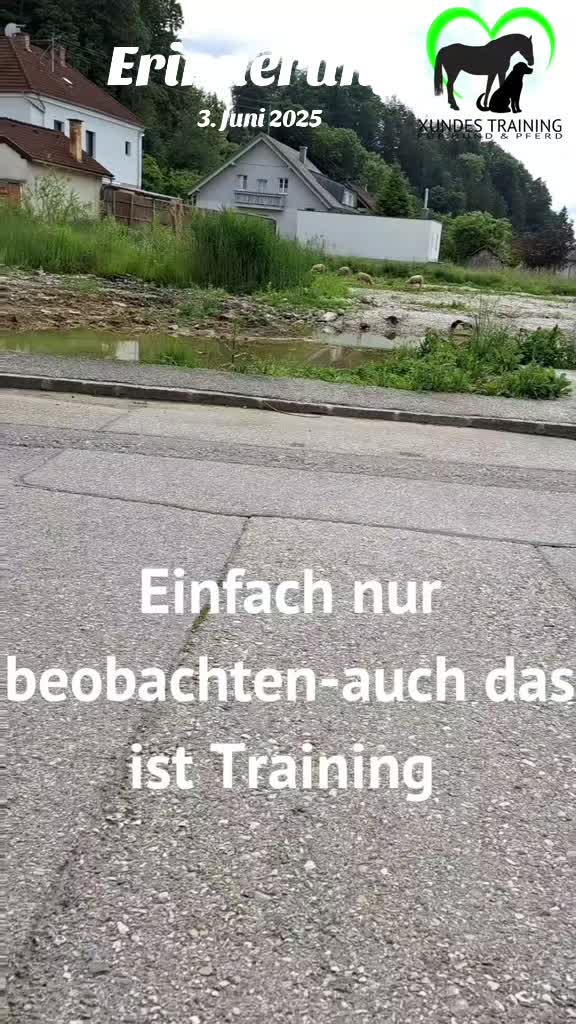 @Xundes Training