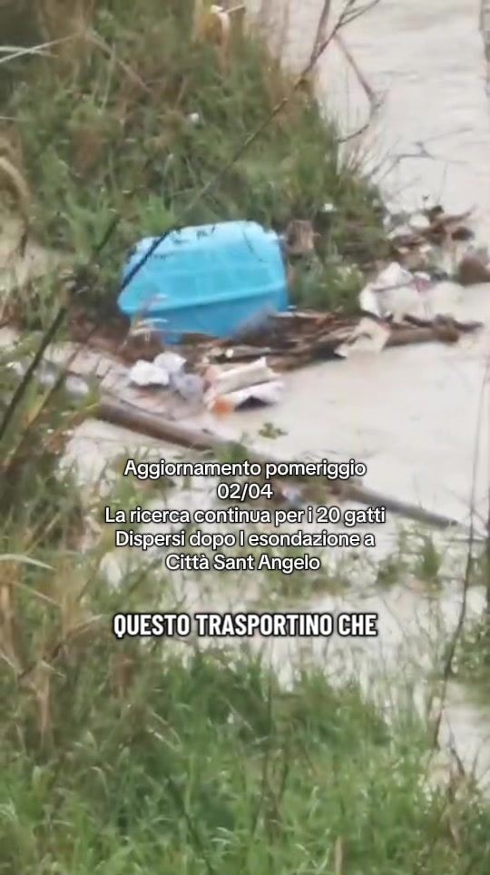 @chiaratarquini