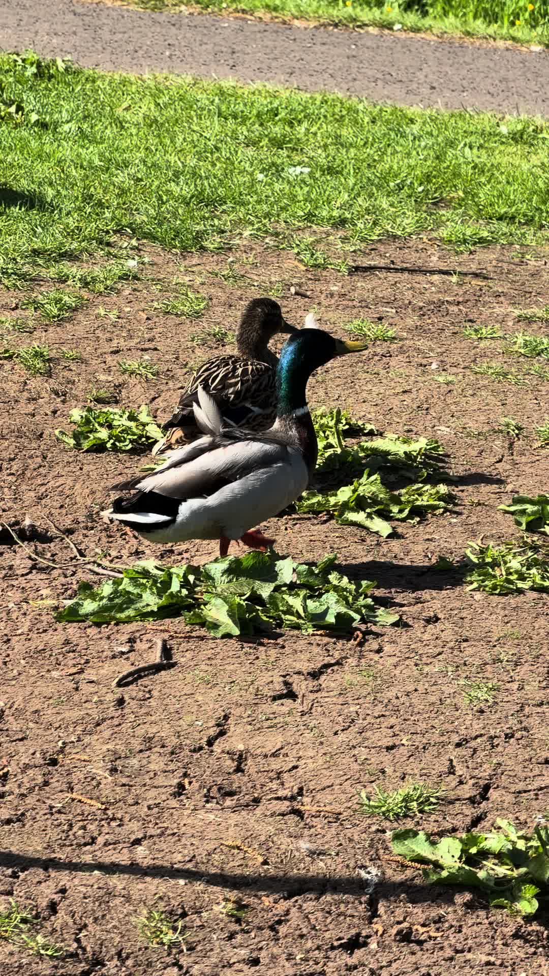 @𝗤𝘂𝗮𝗰𝗸 & 𝗙𝗲𝗮𝘁𝗵𝗲𝗿𝘀